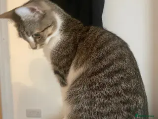 Domestic Shorthair cats Lovely Cat requires Good Home - Advert 6