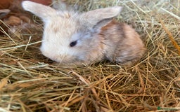 Mini Lop rabbits for sale: Gorgeous mini lop bunnies - Image 1