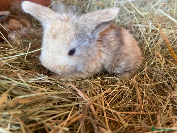 Mini Lop rabbits - Advert 4