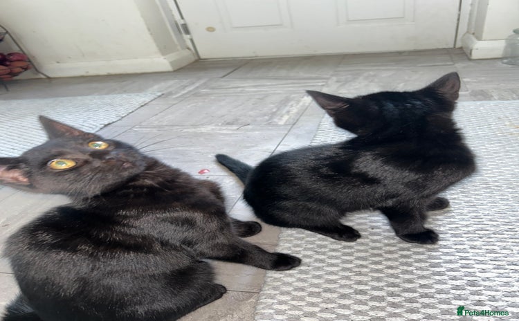 Mixed Breed cats - Advert 1