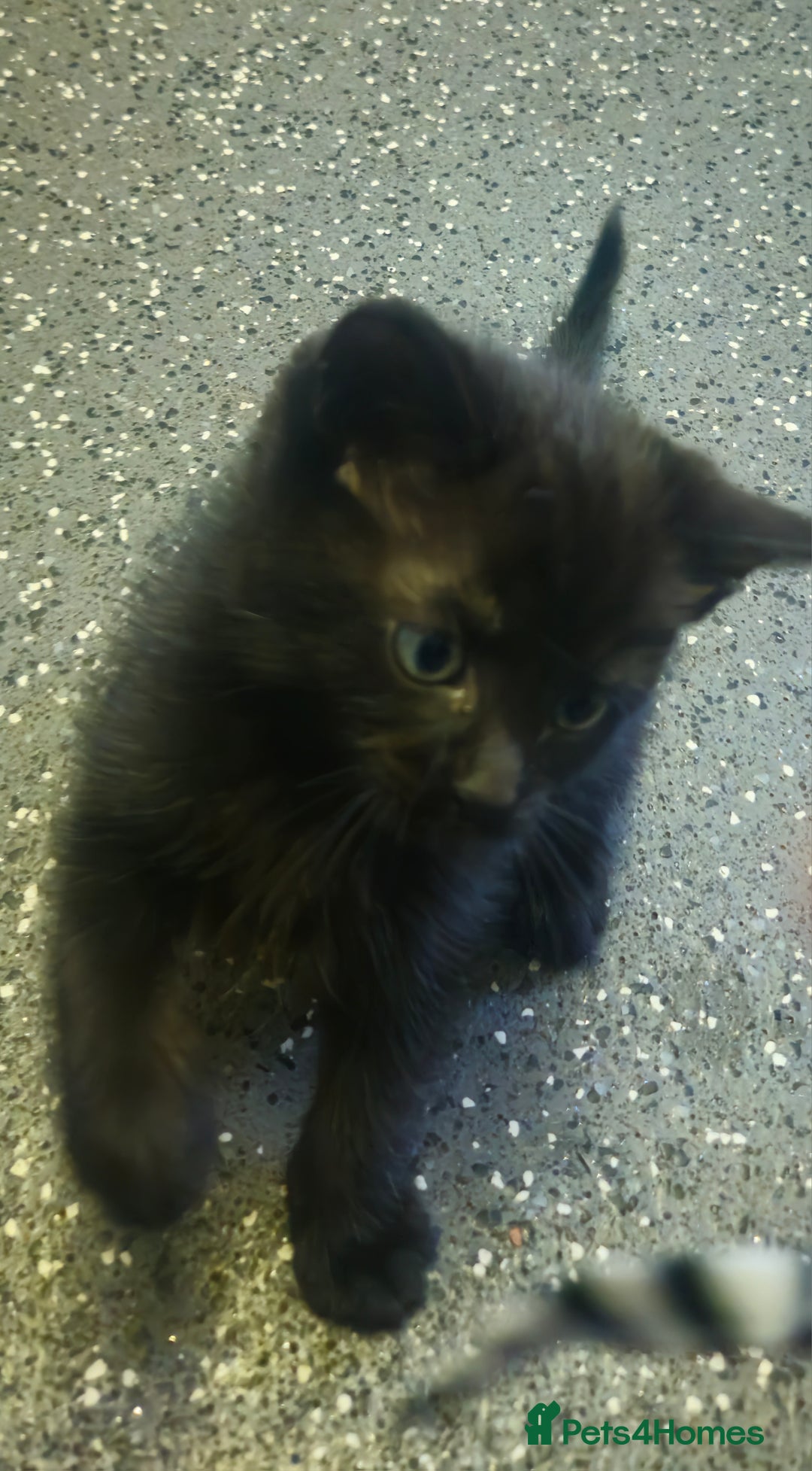 Ragdoll cats for sale: Ragdoll x kittens  - Image 17