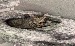 Mixed Breed cats for sale: mixed savvanh with domestic cat - Image 11