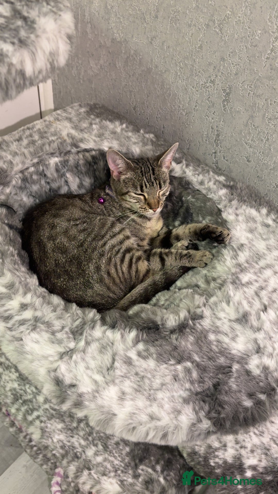 Mixed Breed cats for sale: mixed savvanh with domestic cat - Image 11