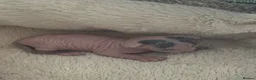 Sphynx cats for sale: sphynx kittens for reservations  - Advert 11