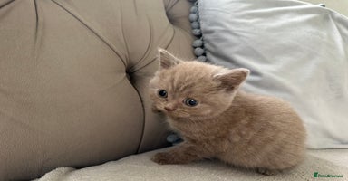 British Shorthair cats - Advert 15