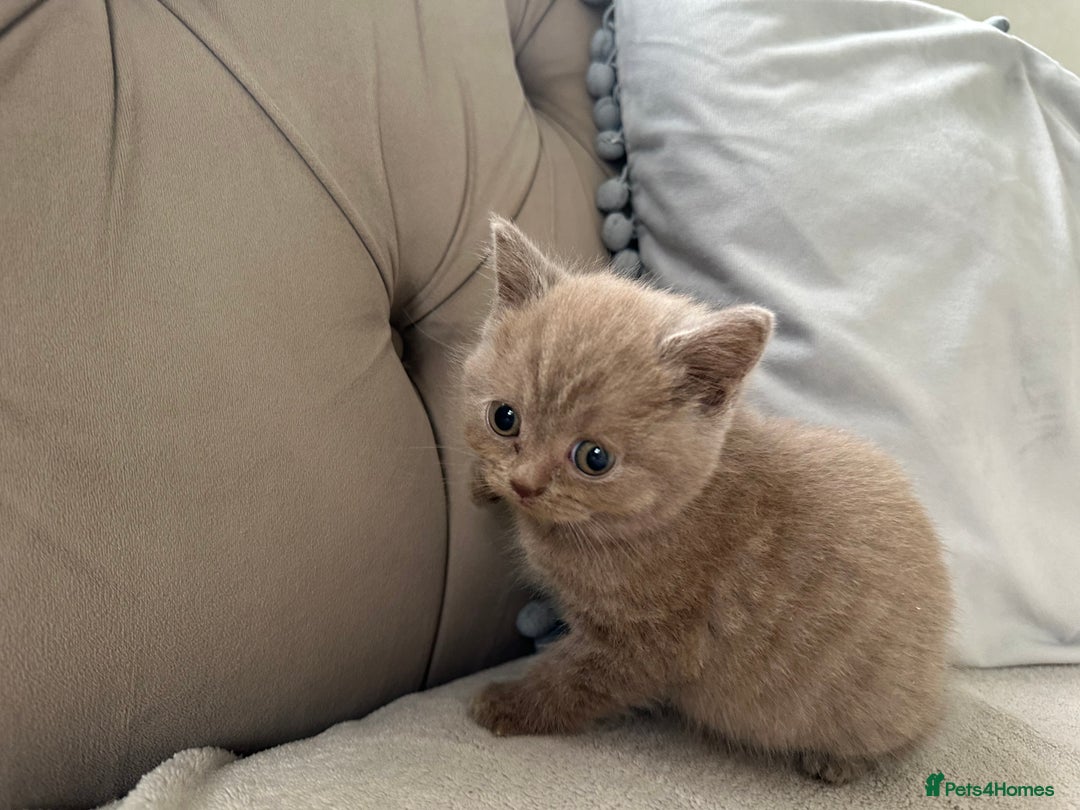 British Shorthair cats for sale: British shorthair kittens  - Image 3