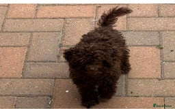 Toy Poodle dogs for sale: Asian Toy poodle - Image 3