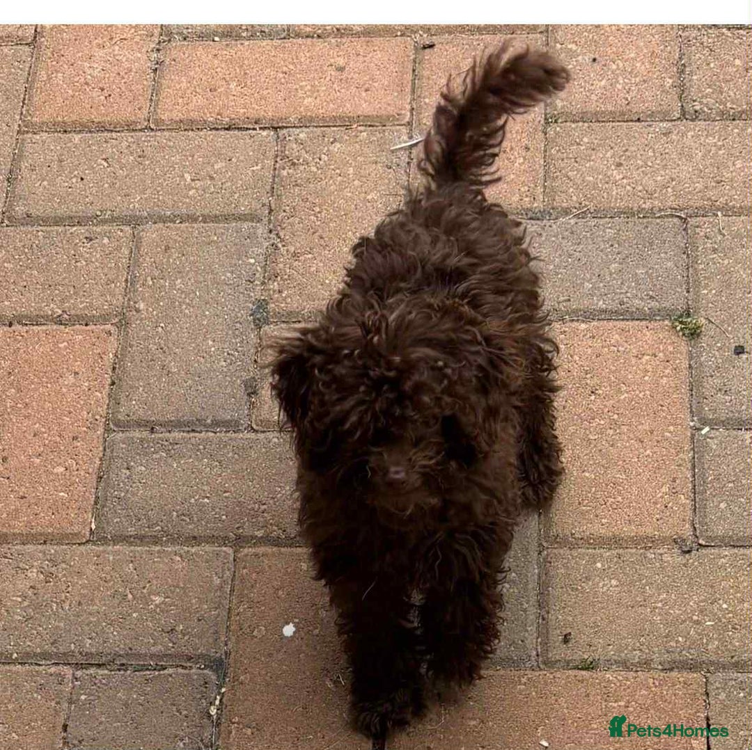 Toy Poodle dogs for sale: Asian Toy poodle - Image 3