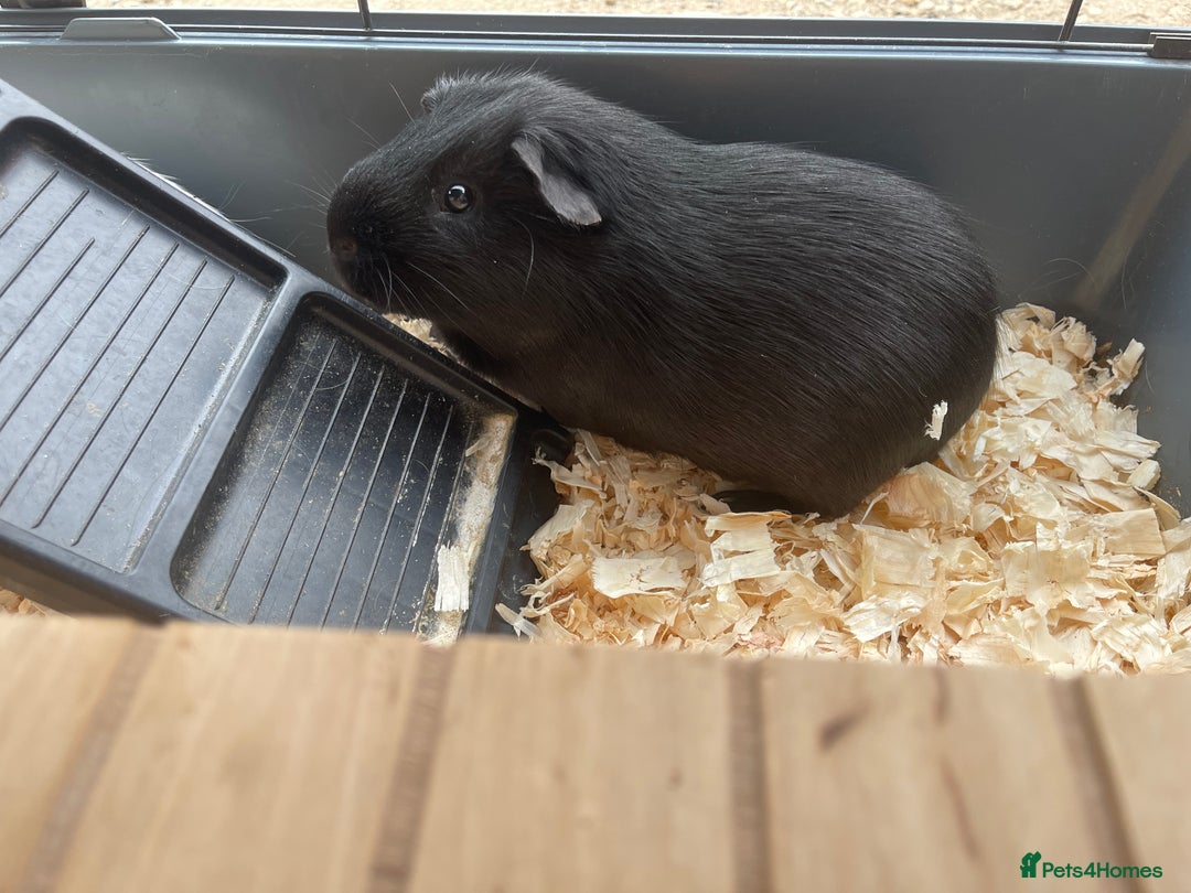 Guinea Pig rodents for sale: For Sale 2 Guinea Pigs With Cage and Accessories  - Image 4