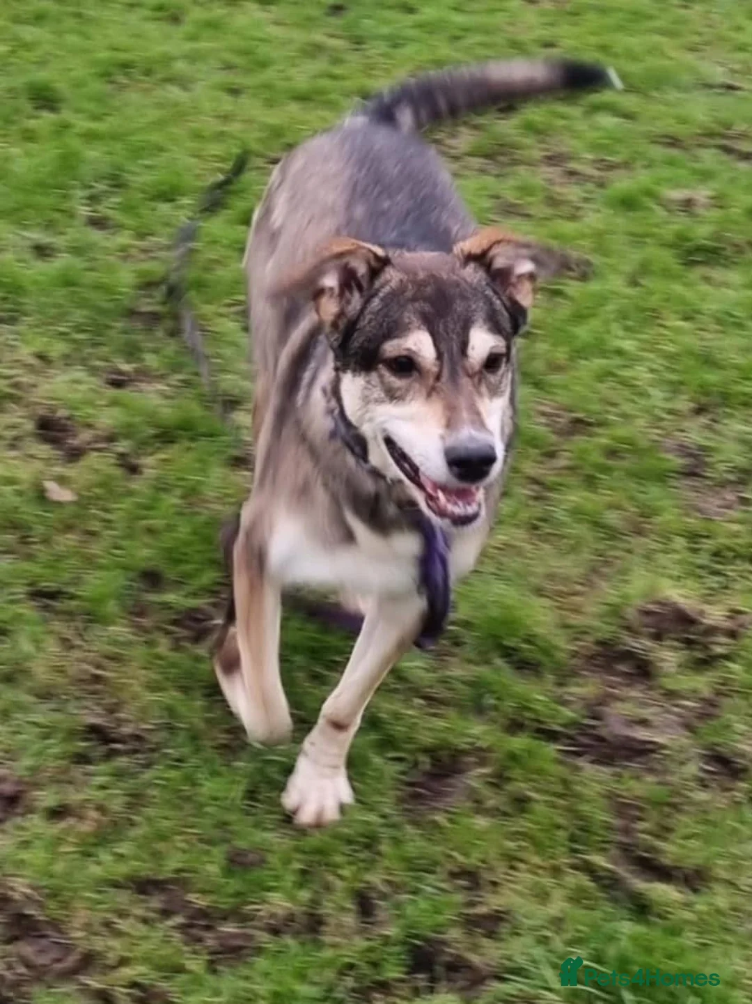 Mixed Breed dogs for adoption: Molly - Norwich Norfolk  - Advert 6