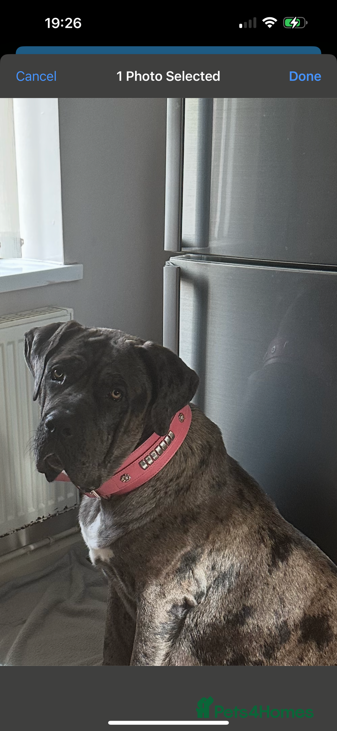 Cane Corso dogs for sale: Stunning litter - Advert 1