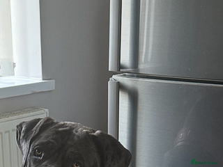 Cane Corso dogs Stunning litter - Advert 1