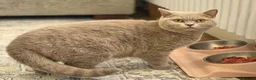 British Shorthair cats for sale: Gorgeous British Shorthair kittens Cute & Adorable - Advert 10