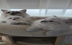 Ragdoll cats for sale: 🐾🌸STUNNING KITTENS| ONE LEFT!|🌸🐾 - Image 3