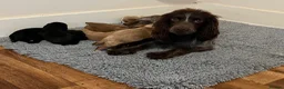 Cocker Spaniel dogs for sale: Stunning KC WCS pups - Advert 3