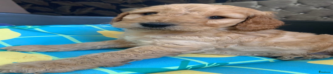 Cockapoo Puppy 1