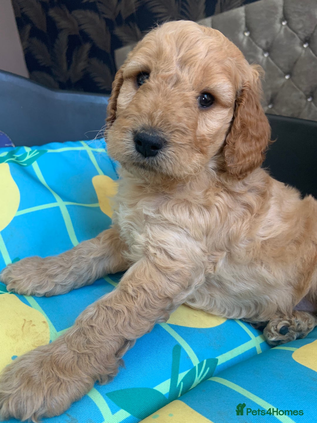 Cockapoo dogs for sale: Cockapoo puppies ready soon - Image 1