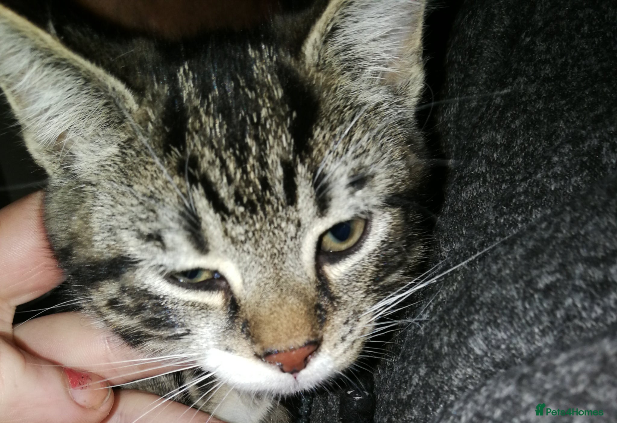 Maine Coon cats Beautiful Kitten Available  - Advert 2