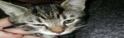 Maine Coon cats for sale: Beautiful Kitten Available  - Advert 1
