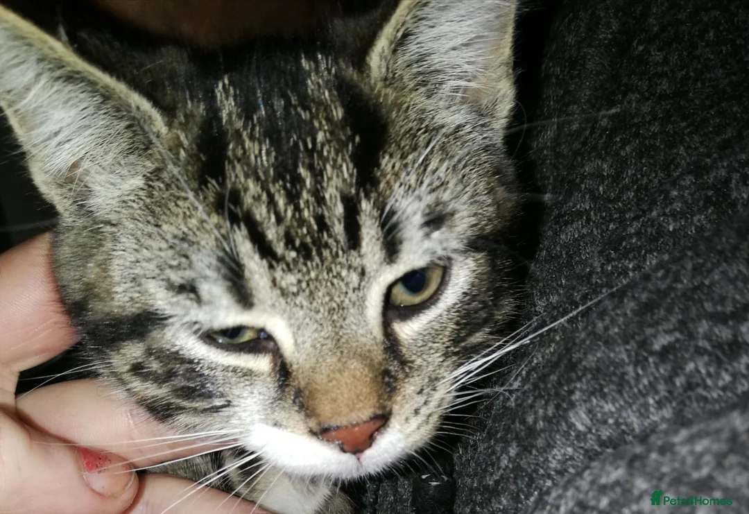 Maine Coon cats for sale: Beautiful Kitten Available  - Advert 1