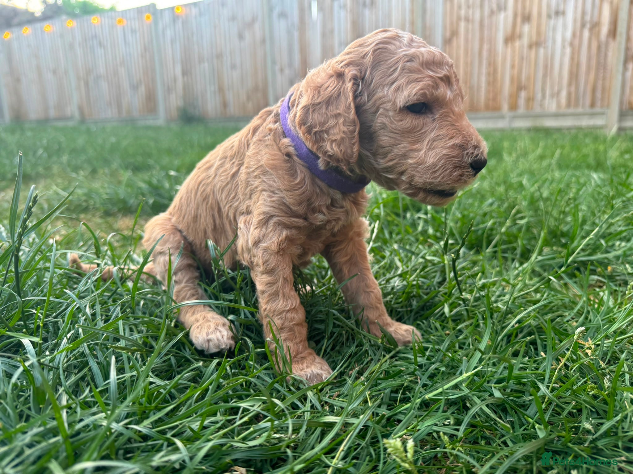 Goldendoodle dogs for sale: Stunning Goldendoodle Puppies in Herne Bay - Advert 2