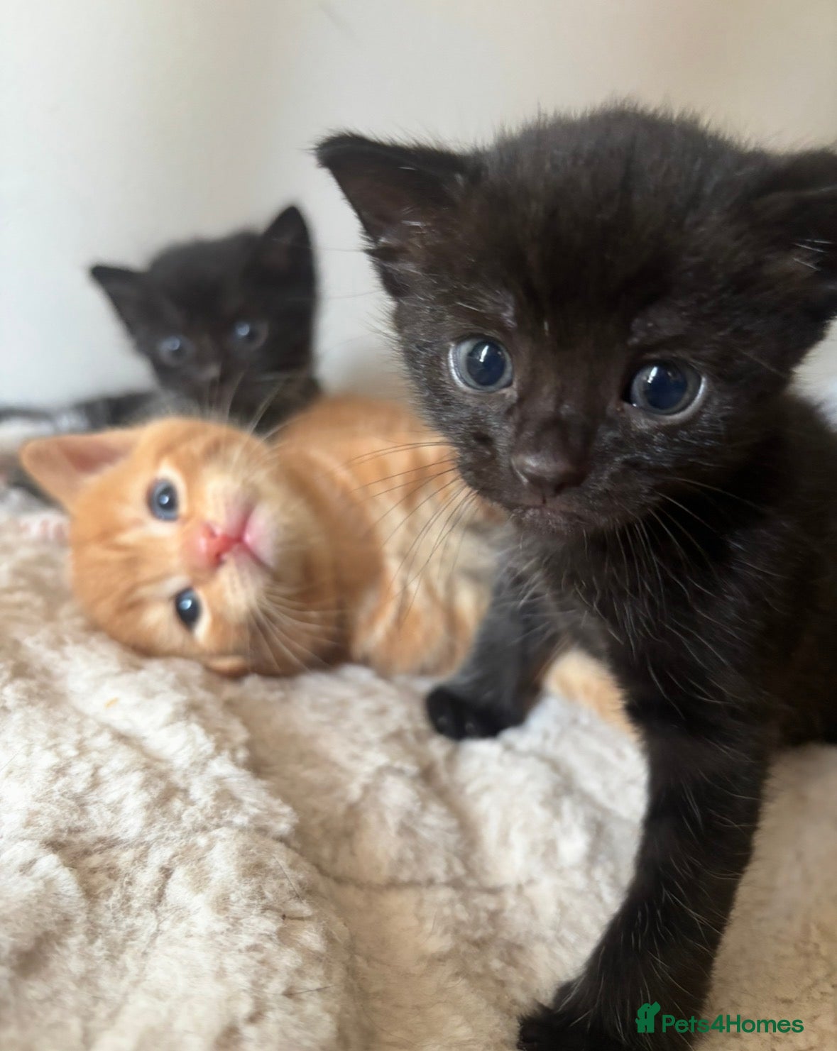 Mixed Breed cats 8 happy healthy kittens - Advert 15