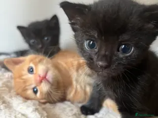 Mixed Breed cats 8 happy healthy kittens🐱🐱 - Advert 1