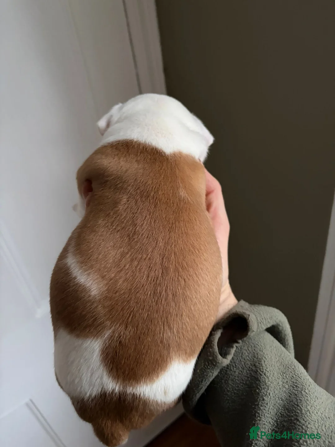 Staffordshire Bull Terrier dogs for sale: Stunning litter of 5 red/pied Staffies. Coi 3.8% - Advert 6