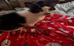 Mixed Breed cats for sale: Grandma Sierra  - Image 14