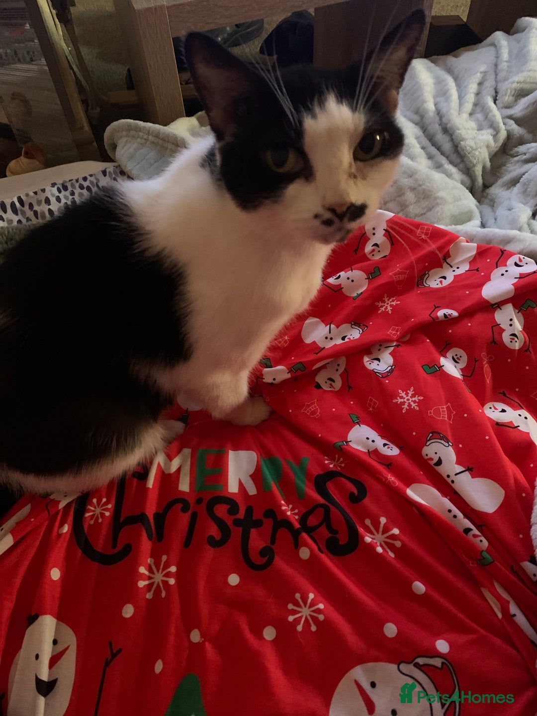 Mixed Breed cats for sale: Grandma Sierra  - Image 14