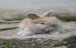Angora rabbits for sale: French Imported Pedigree English Angoras - Image 5