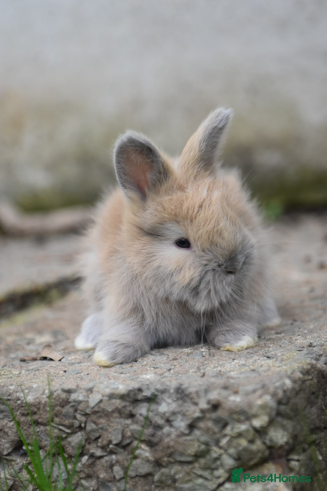 Angora rabbits for sale: French Imported Pedigree English Angoras - Image 5