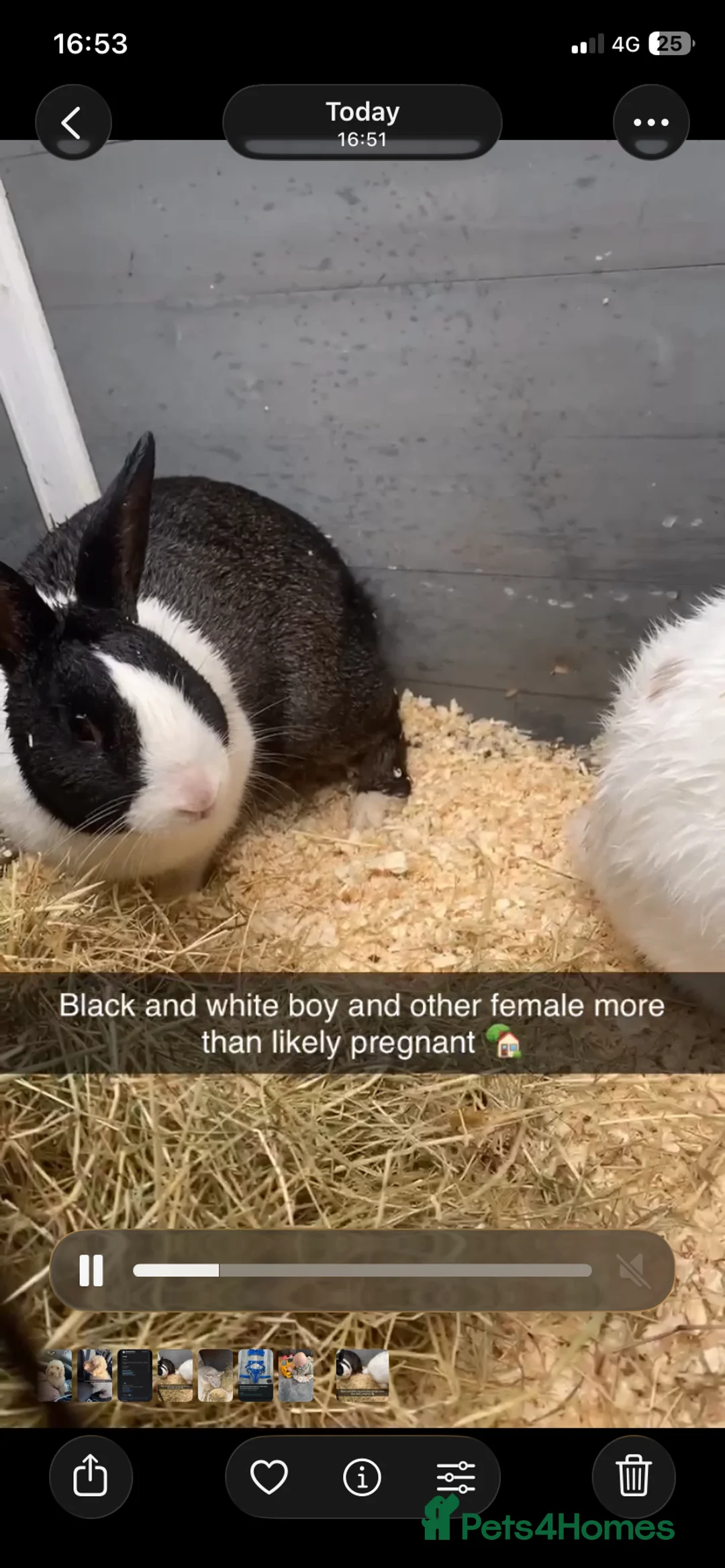 Mixed Breed rabbits for sale: Male and female rabbit  - Advert 1