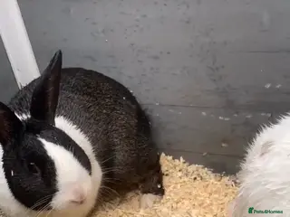 Mixed Breed rabbits Male and female rabbit - Advert 1