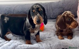 Miniature Dachshund dogs for sale: Miniature Dachshund puppies  - Image 6