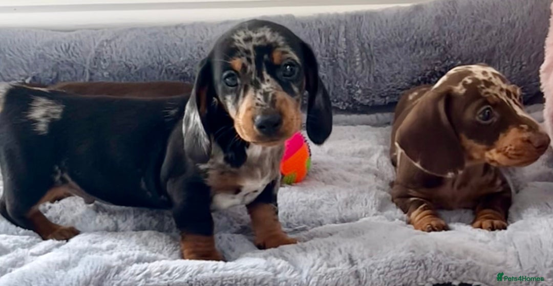Miniature Dachshund dogs for sale: Miniature Dachshund puppies  - Image 6