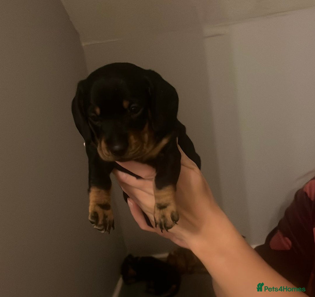 Dachshund dogs for sale: Dachshund puppys - Image 7