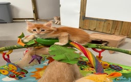 Maine Coon cats for sale: Red Maine coon female kittens, TICA reg - Image 4