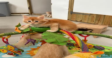 Maine Coon cats - Advert 2