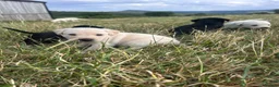Labrador Retriever dogs for sale: KC Labrador puppies  - Advert 5