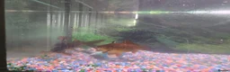Goldfish fish for sale: 7 goldfish for sale 5 pound each - Advert 4