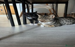 British Shorthair cats for sale: Ready today - Image 2
