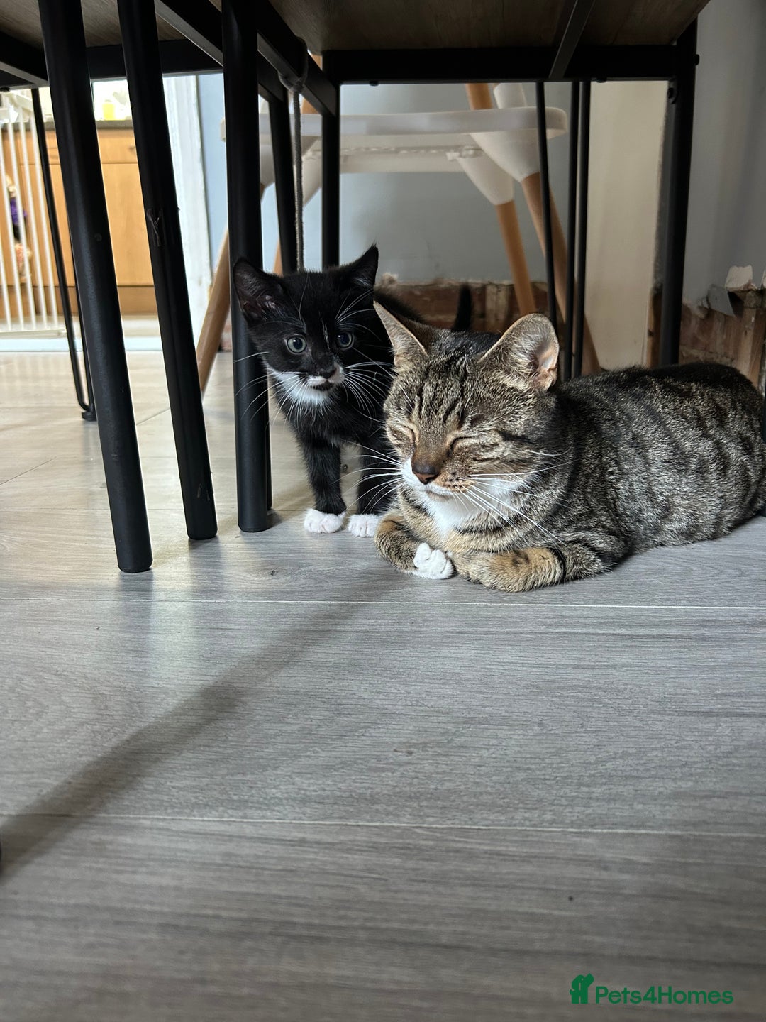 British Shorthair cats for sale: Ready today - Image 2