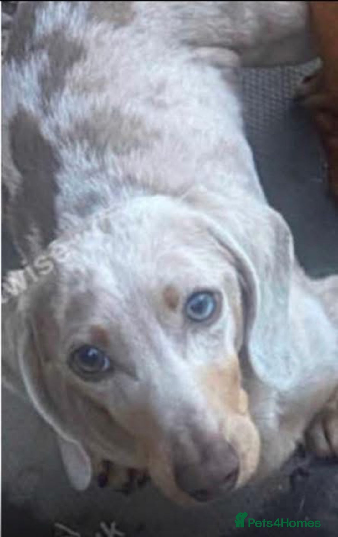 Miniature Dachshund dogs for sale: All RESVERD - Advert 8