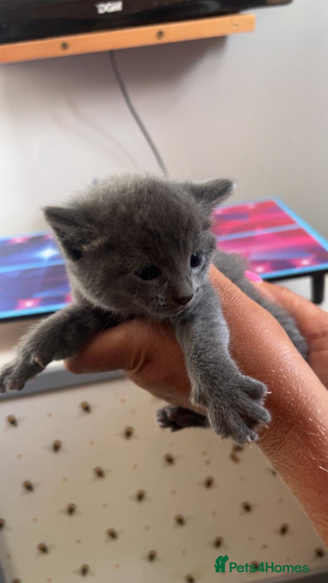 Mixed Breed cats for sale: British short hair cross kittens - Image 11