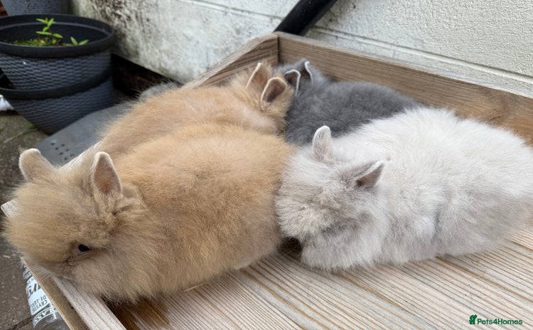 Lionhead rabbits - Advert 8