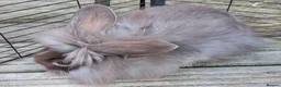 Mixed Breed rabbits for sale: Lionhead and Satin 12week old rabbits - Advert 9