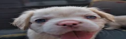 French Bulldog dogs for sale: FLUFFY FRENCHY:ISABELLA/LILAC/PLATINUM-KC&DNA CERT - Advert 23