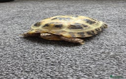 Hermann Tortoise reptiles for sale: Herman tortoise  - Image 3