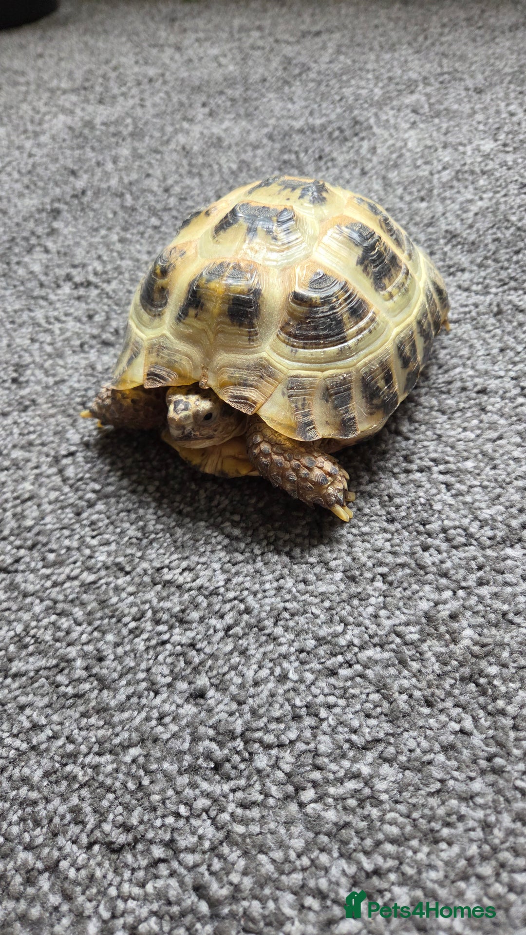 Hermann Tortoise reptiles for sale: Herman tortoise  - Image 3